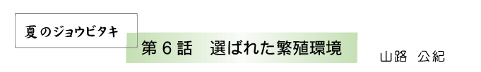 ƤΥ祦ӥ
